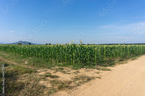 A corn farm in a remote area