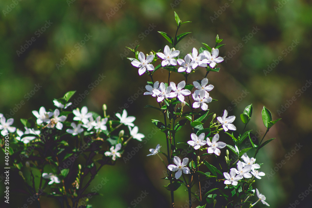 flowers flowers