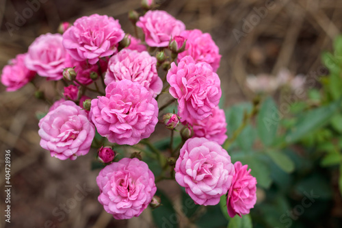 Beautiful pink roses are blooming in the garden. It's the flower of love.