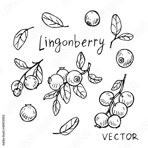 Set of sketches of lingonberry. Vector drawing.