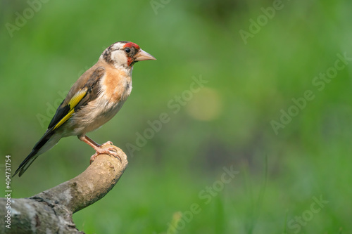 European Goldfinch, Carduelis carduelis. Close-up in side view, sitting on a branch. Green background © Dasya - Dasya