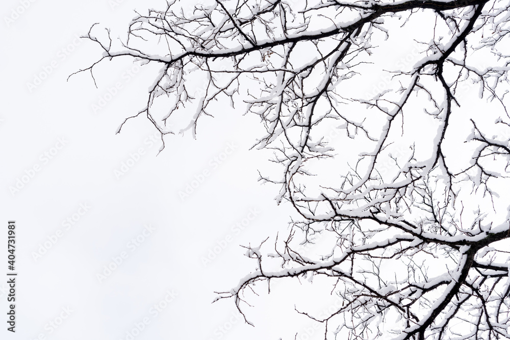 Snowy tree branches detail