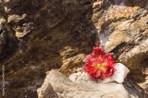 Rosette of Drosera tentaculata seen in the Serra do Cipó in the state of Minas Gerais in Brazil, view from above photo