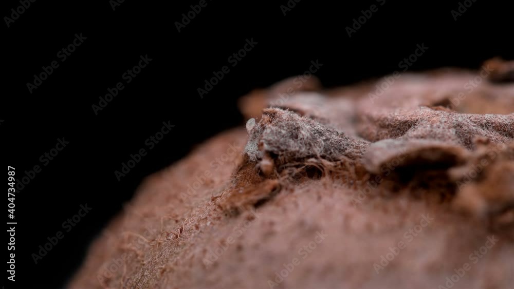 Flour Mite (acari) Acarus sp. crawls on kiwi fruit, family Acaridae. The pest damages: grain, dried fruits and vegetables, cheese, flour products Flour Mite (acari) Acarus sp. crawls on kiwi fruit, family Acaridae. The pest damages: grain, dried fruits and vegetables, cheese, flour products