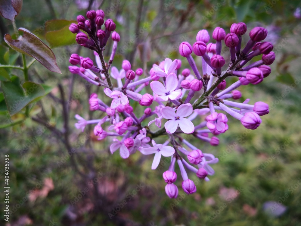Fototapeta premium purple Lilac flowers blooming on tree branch in garden