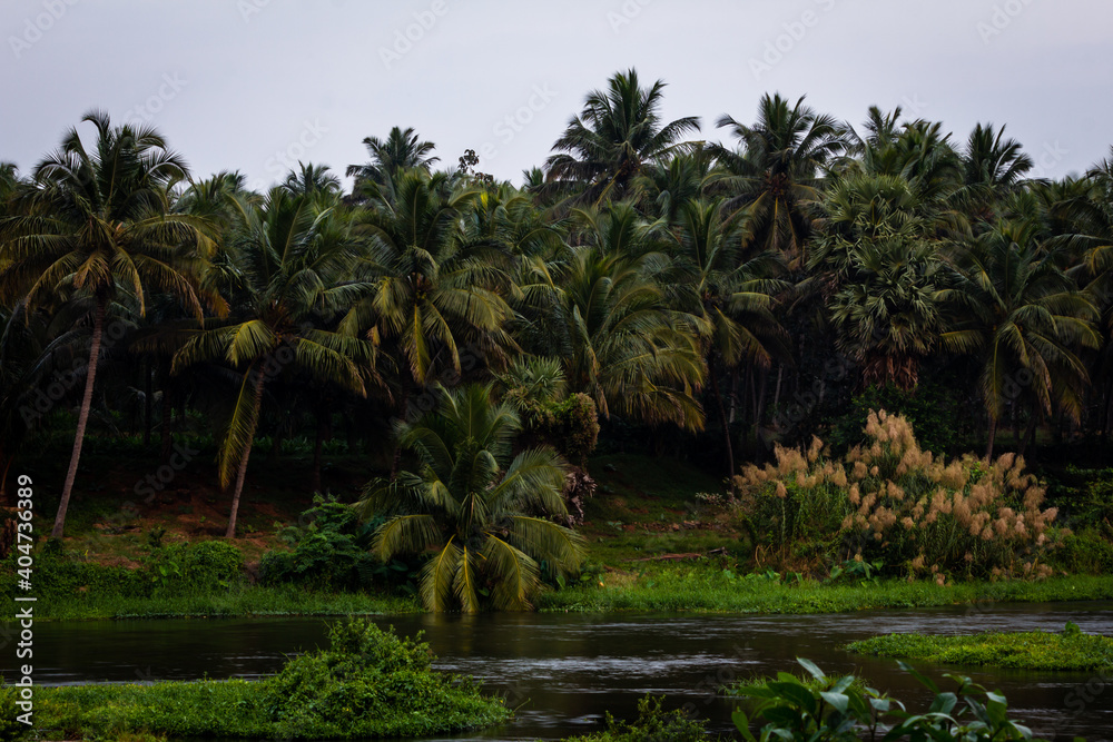 Φωτογραφία View of coconut tree plantation along the Bharathappuzha River (also known as Nila or Ponnani River), Pollachi, Tamil Nadu, India