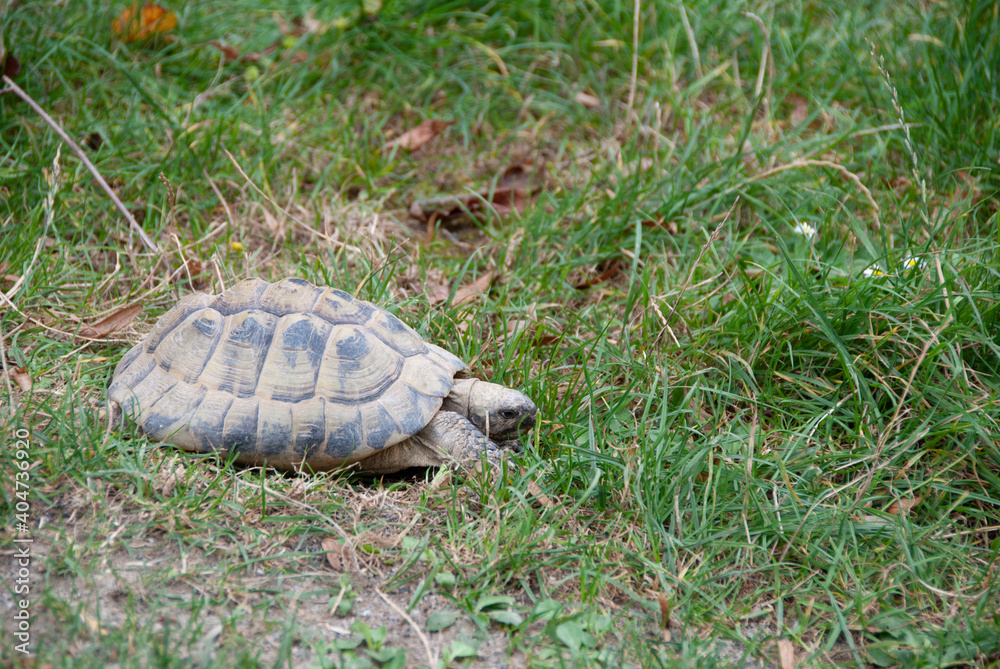 Obraz premium schildkröte