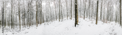 scenic winter landscape at the Platte forest in Wiesbaden