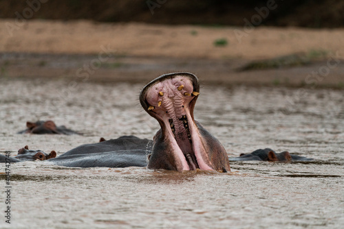Yawning Hippopotamus in the water