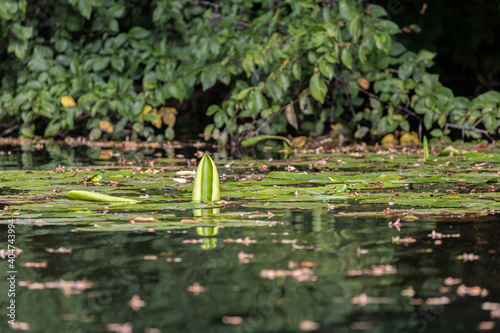 Leaves of water lillies in the river © rninov