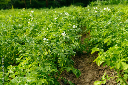 Flowering potato bushes in the field. Growing organic vegetables. Agriculture