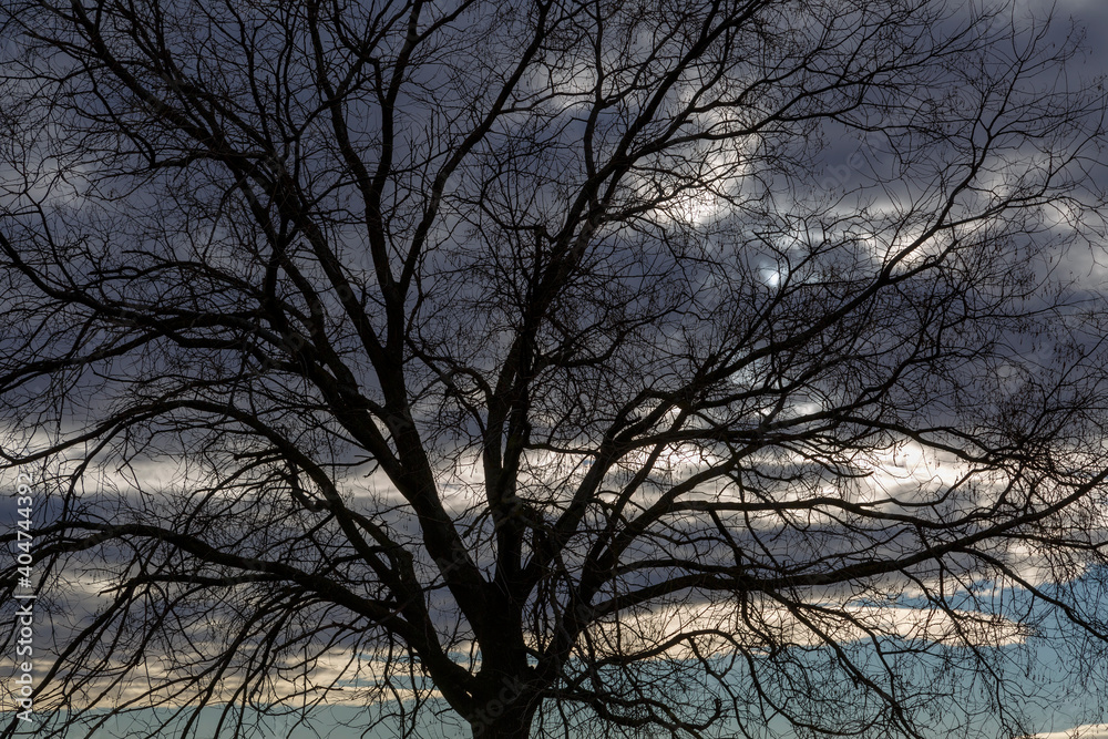 Silhouette of an elm tree against the light and cloudy sky. Silhouette of an elm tree against the light and cloudy sky.