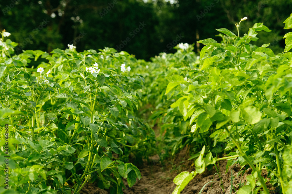 Flowering potato bushes in the field. Growing organic vegetables. Agriculture Flowering potato bushes in the field. Growing organic vegetables. Agriculture