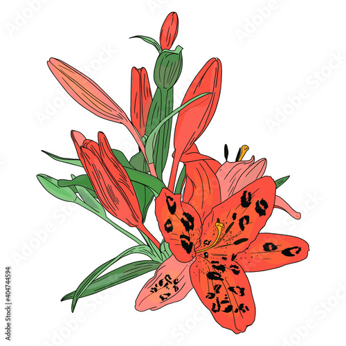 Vector illustration of a bunch of tiger lilies isolated on a white background. Blank freehand illustration of orange flowers for designers, elements, logo, icon, wedding