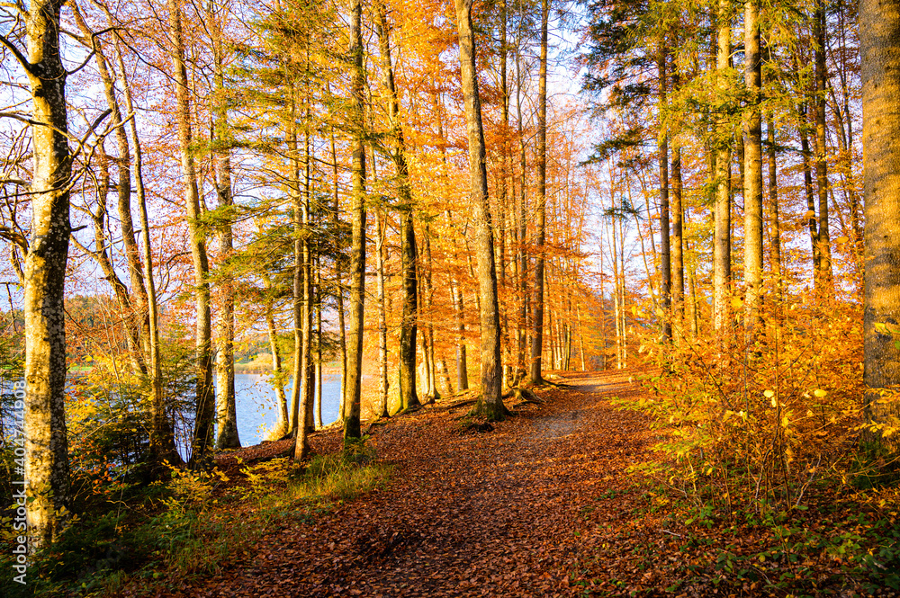 Wanderweg in herbstslicher Allee