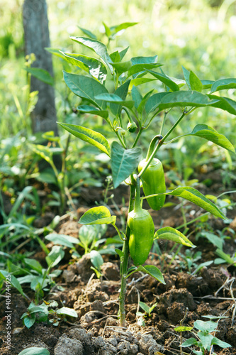 Green pepper on a garden bed. Farm cultivation of vegetables
