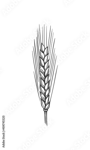 Hand drawn vector art of cereals ears. Barley isolated on white background.