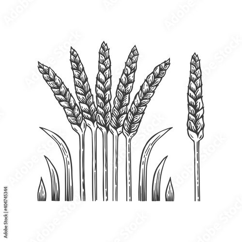 Hand drawn vector art of cereals ears. Wheat isolated on white background.
