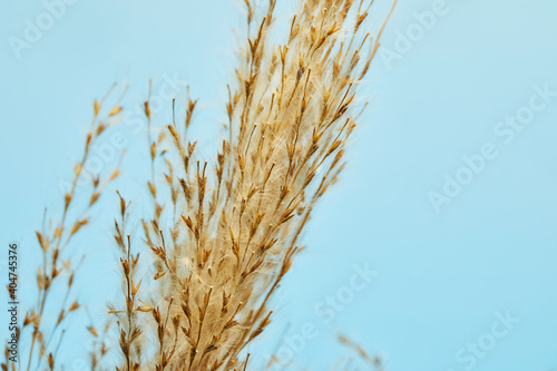 Dry reed, reed seeds. Golden reed grass in the sun against the blue sky. Minimalistic, stylish, trendy concept