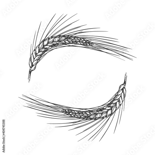 Hand drawn vector art of cereals ears wreath isolated on white background.