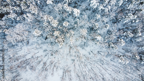Frozen forest from above. Bird view on trees covered by snow