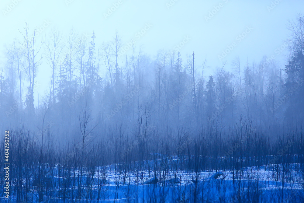 winter forest landscape covered with snow, december christmas nature white background winter forest landscape covered with snow, december christmas nature white background