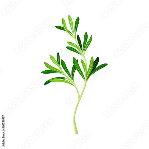 Green Rosemary Twig as Perennial Herb with Fragrant, Evergreen, Needle-like Leaves Vector Illustration