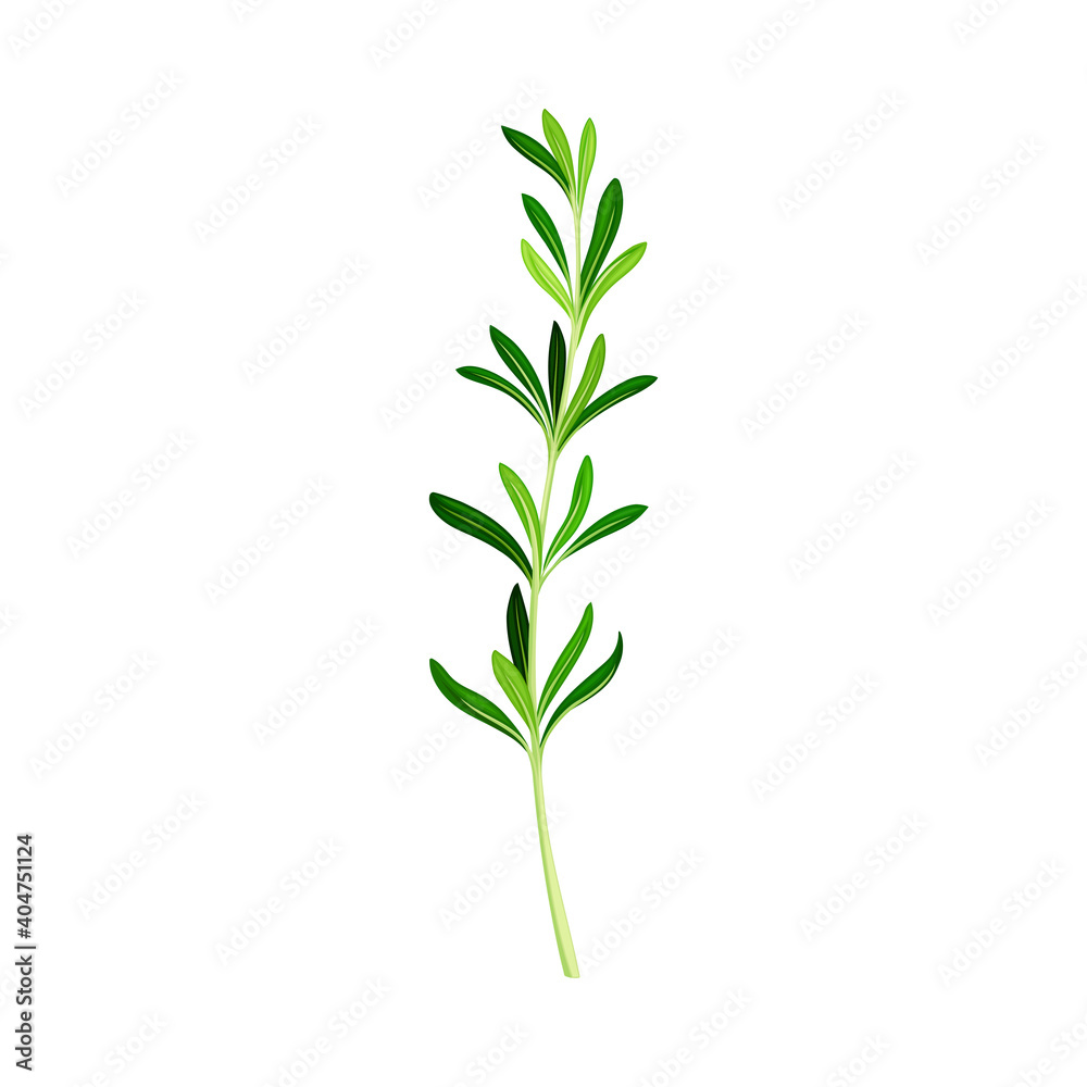 Green Rosemary Twig as Perennial Herb with Fragrant, Evergreen, Needle-like Leaves Vector Illustration Green Rosemary Twig as Perennial Herb with Fragrant, Evergreen, Needle-like Leaves Vector Illustration