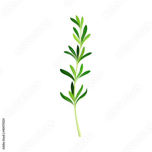 Fototapeta Naklejka Na Ścianę i Meble -  Green Rosemary Twig as Perennial Herb with Fragrant, Evergreen, Needle-like Leaves Vector Illustration