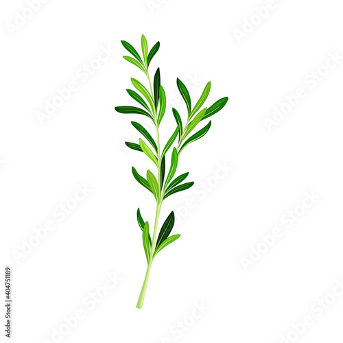 Fragrant Branch of Rosemary Perennial Herb with Evergreen Needle-like Leaves Vector Illustration