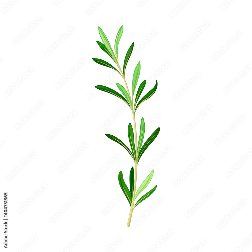 Fototapeta premium Fragrant Branch of Rosemary Perennial Herb with Evergreen Needle-like Leaves Vector Illustration