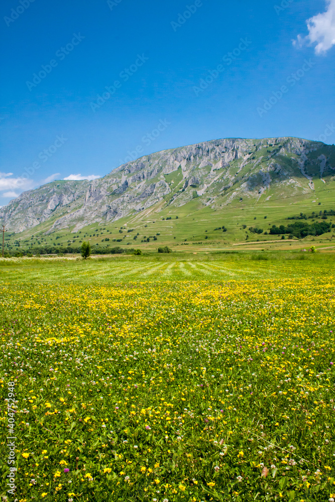 Obraz premium field of yellow flowers