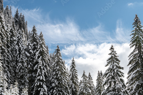 Winter big trees full of snow on them amazing white landscape great for backgrounds and textures