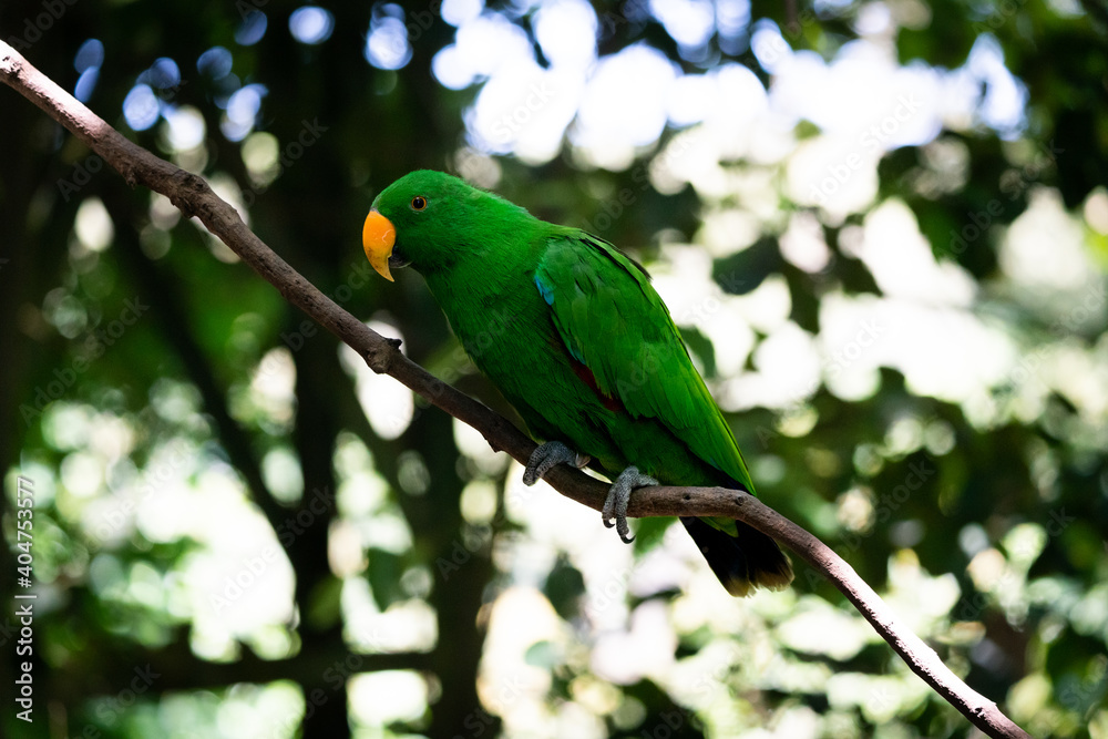 Parrot sitting on a branch Parrot sitting on a branch