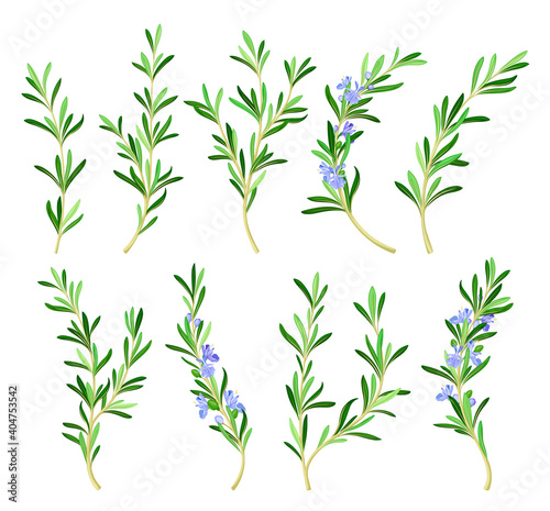Rosemary Twig as Perennial Herb with Fragrant, Evergreen, Needle-like Leaves and Blue Flowers Vector Set