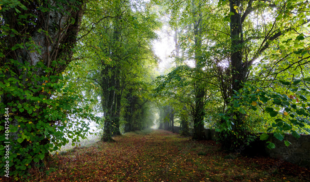 A road in a misty autumn forest in Ireland A road in a misty autumn forest in Ireland