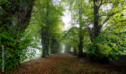 A road in a misty autumn forest in Ireland