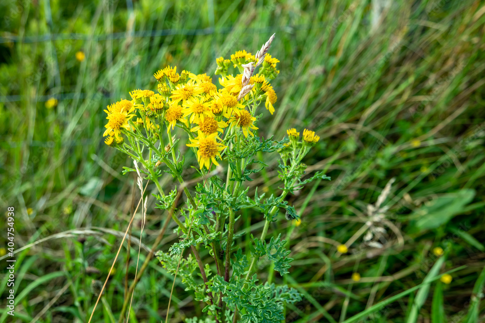 Sticky Groundsel,Senecio viscosus, growing on meadow in County Donegal - Ireland Sticky Groundsel,Senecio viscosus, growing on meadow in County Donegal - Ireland