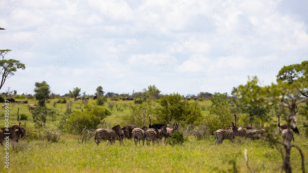 african animals in the savanna