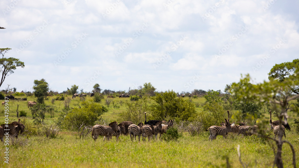 african animals in the savanna african animals in the savanna