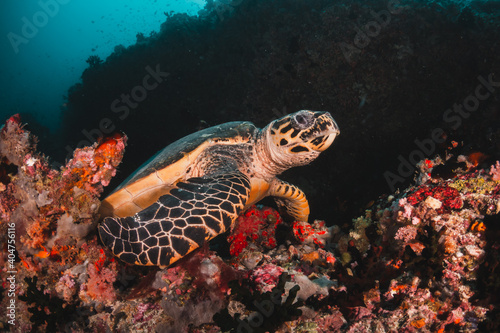 Sea turtle and diver relaxing underwater among coral reef, Maldives diving vacation