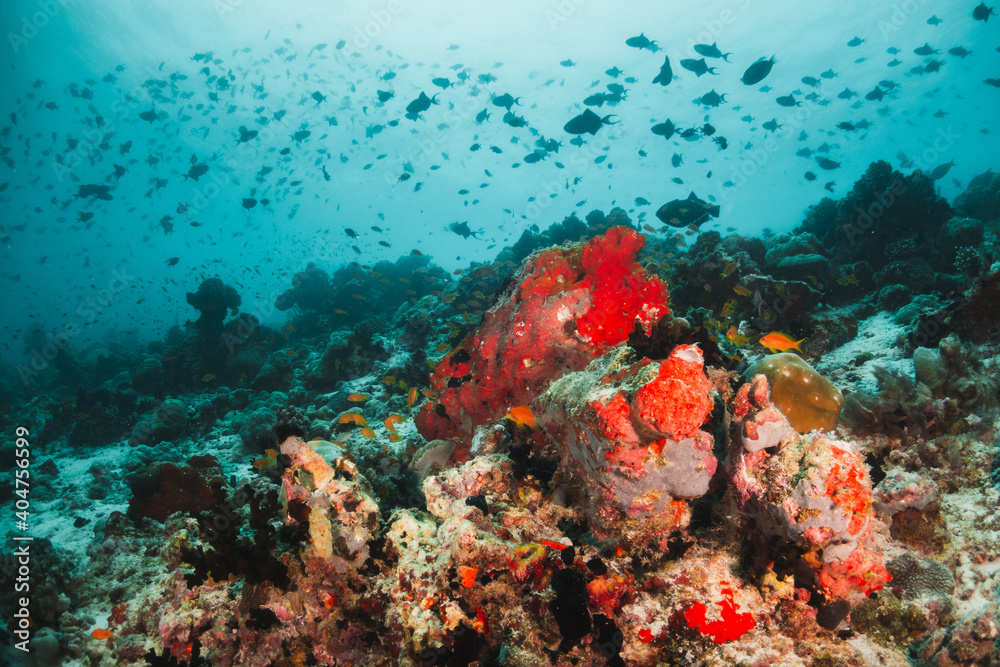 Obraz premium Coral reef and scuba diving scene underwater, colorful reef and tropical fish in clear blue water