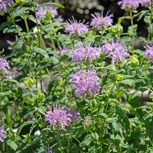 Blühende Indianernessel, Monarda, im Garten