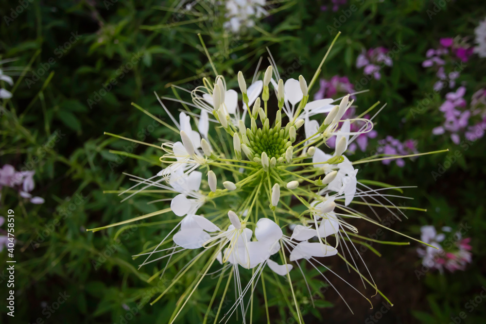 Cleome flower on Cleome tree in the garden are blooming Cleome flower on Cleome tree in the garden are blooming