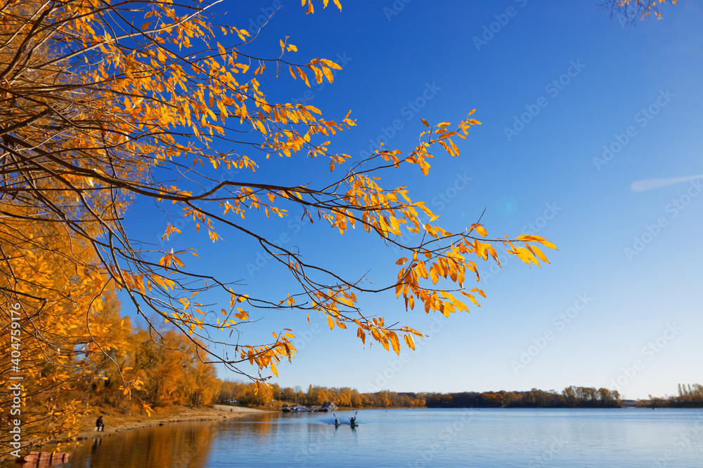 late autumn trees in yellow against a blue sky near the water