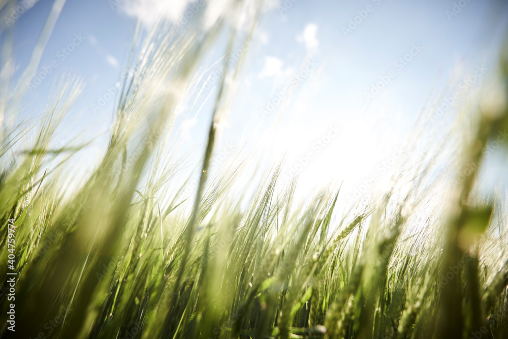 Corn at a cornfield Corn at a cornfield