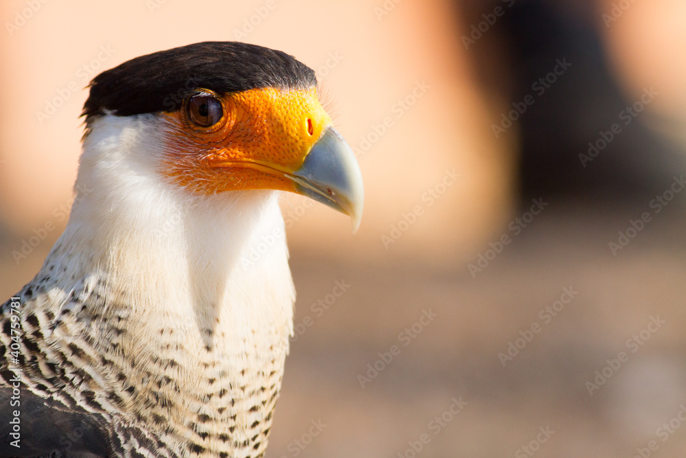 Fototapeta premium Portrait of a cute Southern Crested Caracara (Caracara plancus)