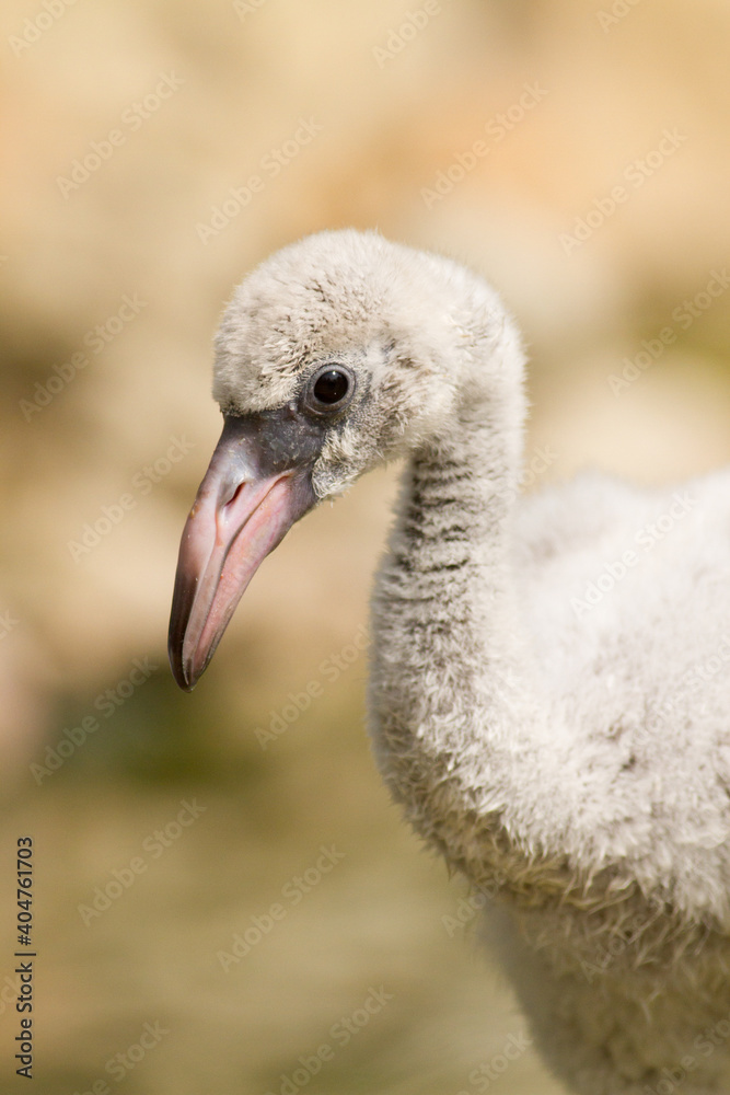 Fototapeta premium Juvenile Flamingo looking at camera, acting funny