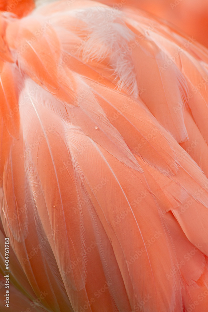 Obraz premium Flamingo feathers close up