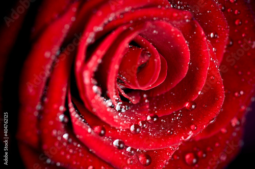 Fototapeta Naklejka Na Ścianę i Meble -  Close up of red rose with water drops.